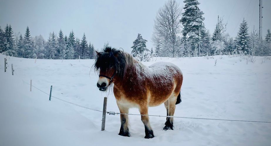 Zweden Winter Nieuw 2 Zweden Winter Nieuw 2